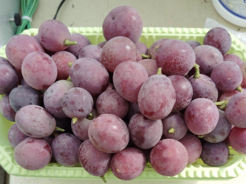 【バラ粒】訳あり 安芸クイーン1.8kg(900g×2パック)