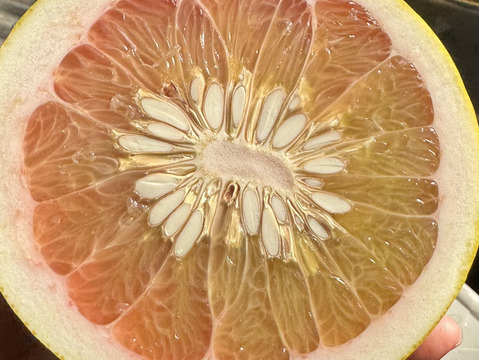 チャンドラポメロ