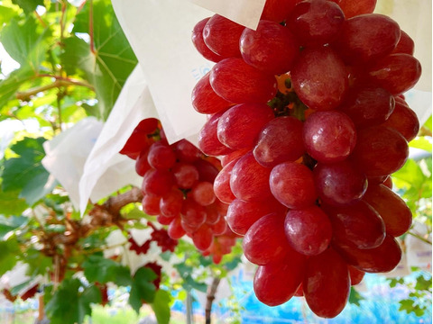 【彩りセット】クイーンセブン＋泉州パープルのセット