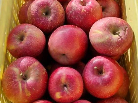 【毎日の食卓に】生食もOK！加工用サンふじ5キロ箱【葉とらず】JA基準より60％減の低農薬栽培