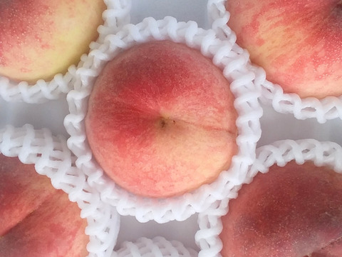 予約【規格外】白鳳桃糖度11度(2㎏箱詰め)和歌山産