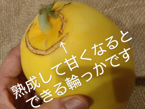 マクワウリ（１玉）  どこか懐かしい味♪ ほんのり甘いマクワウリ☆常温便