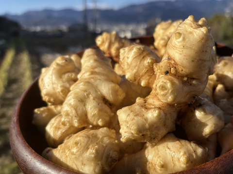 【自然栽培】丹沢山麓のスーパーフード菊芋2kg 農薬不使用・肥料不使用 80サイズ