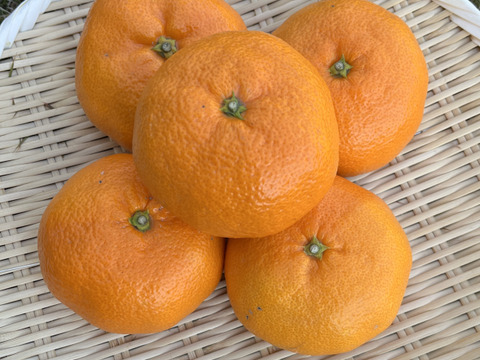 甘い!『大津みかん(四号)』5㎏ 3Lサイズ（１㎏あたり5個程度）大津四号発祥の地 湯河原産