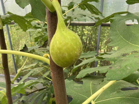 珍しいイチジク詰め合わせ　■バナーネ・ビオレソリエス・姫蓬莱■　600ｇ　甘くておいしい極上の美味しさ　農薬・化学肥料不使用　専用箱でお届けします