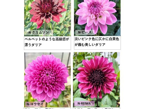 ダリア 彩り鮮やか！心華やぐ麗しき花！〈10本〉