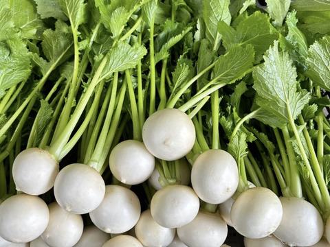 【農家直送】朝採れ野菜セット🥬 新鮮野菜詰め合わせ 丹波産 産地直送 野菜セット