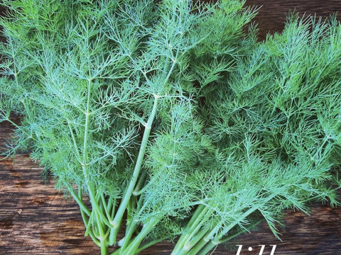 富山県産 ディル 約100g