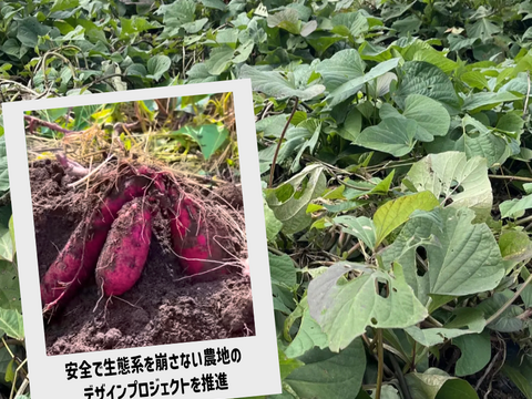 【父の日ギフト】🌻自然栽培 紅はるか🌻６ヶ月熟成の完熟芋で作った干し芋『蜜千姫』セット100gx5p