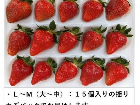 イチゴ ＜１パック＞もぎたて新鮮 香り豊か！