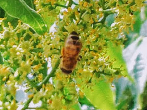 はまっちゃう!?ハーブのような蜂蜜~はぜ(500g) 和歌山・村上養蜂 ほんまもん蜂蜜