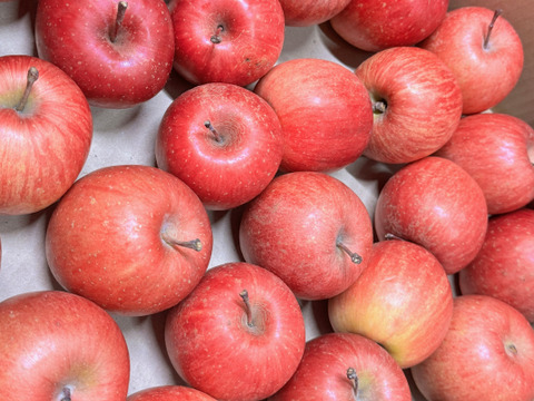 【ジュース加工用・極小玉 バラ詰め】サンふじ🍎約4.5Kg🍎手のひらサイズ　加工用りんご　青森県産　数量限定