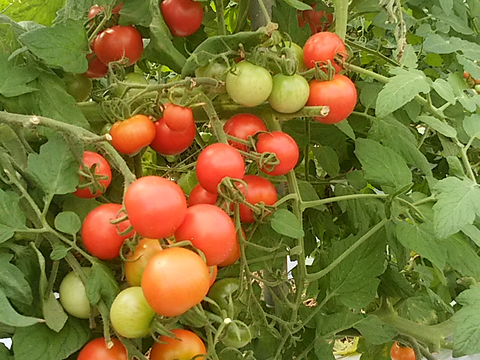 世界で認められた傾斜地農法でつくる！　甘さたっぷり山のトマト！世界農業遺産認証品！６００ｇ（3袋入り）