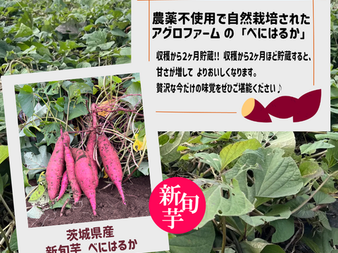 〇2026年 大感謝祭〇 ２ヶ月貯蔵 新旬芋１０kg🍠農薬不使用　紅はるか（10kg）【期間限定・特別価格】