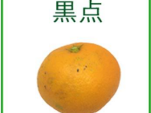 和歌山県産 規格外 みかん 2㎏ サイズ混合 蜜柑 ミカン 温州みかん