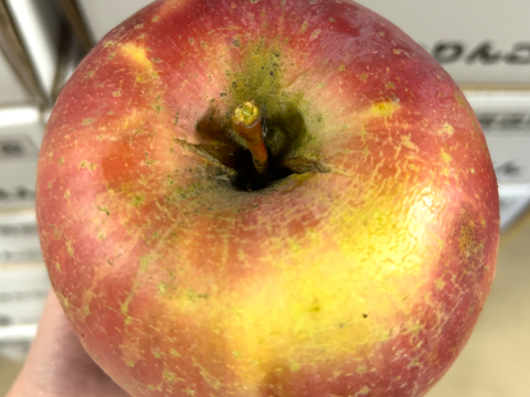 【縁起物】🍎葉とらずふじ⭐️金星（９～１１玉）約３キロ箱 ID179783