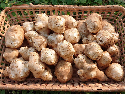 土付き長持ち！ 菊芋【農薬・肥料不使用】(2kg) キクイモ