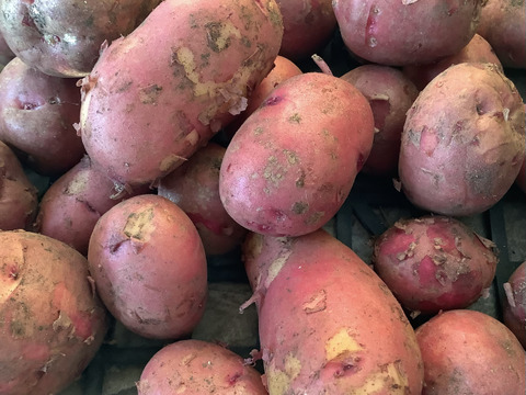 【掘りたて！】知多半島産じゃがいも「アンデスレッド」1㎏