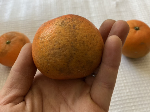 鹿児島県産「訳ありたんかん」※シミ、黒ずみ多数あります。中身は変わらず美味しい！