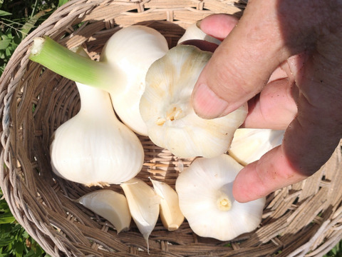 お買い得♪ニンニクにんにく バラ売り 50個入り☆バラにんにく🧄農薬、除草剤、化学肥料不使用※常温発送