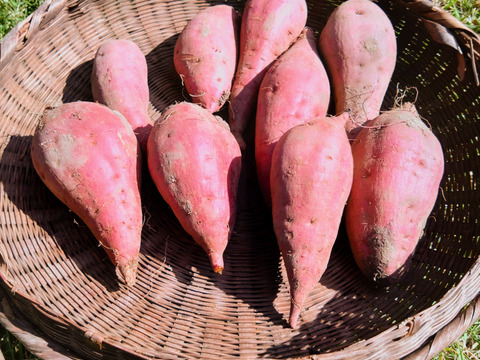 さつまいも　紅はるか（２㎏）