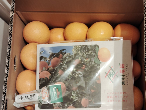 【オリジナルムッキーちゃん付き】苦味なく濃厚あまーーい完熟木成り八朔10キロ