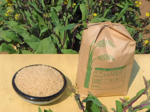 令和4年産 節減対象農薬 コシヒカリ  玄米  3㎏