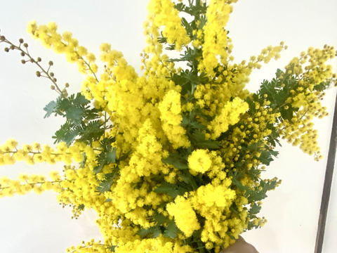 【ふわふわのミモザ10本】春を感じさせるミモザのふわふわとした美しさをぜひ楽しんでみて！ドライフラワーにも楽しめます。