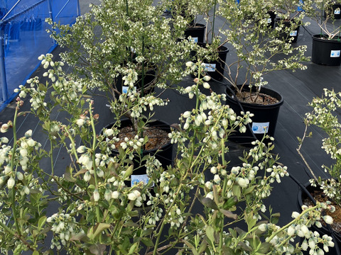 極早生品種　食べ比べ！　大粒摘みたてブルーベリー！【埼玉県産】※生食用　品種はお任せいただき、発送直前に収穫します。