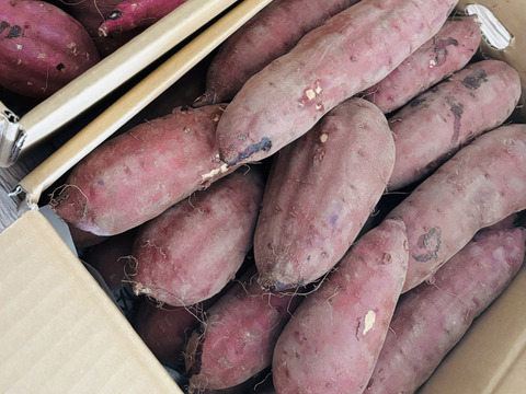 【年末最終セール】さつまいも紅はるか 20kg 先行予約 】【 訳あり 】 茨城県産 熟成さつまいも 「 紅はるか