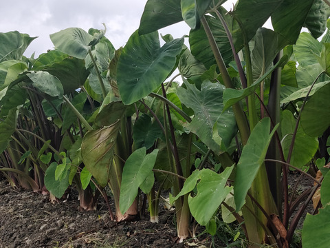 【有機JAS認証　京ﾐﾆ海老芋2㌔】小エビちゃん〜ミニ小エビちゃんサイズ限定‼️小さいけれど美味しさは一緒です！とってもお買い得価格！衣被など、皮付き調理も可！お買得価格にてご案内！売り切れ次第終了！