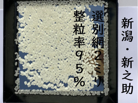 お正月限定お値打ち（ 通常の90％の価格）　大粒で　粒感がありしっかりとした食感　冷めても固くなりにくい新米　新潟県のお米のトップブランド　新之助（新潟県認証銘柄）　白米5kg × 2個★色彩選別済