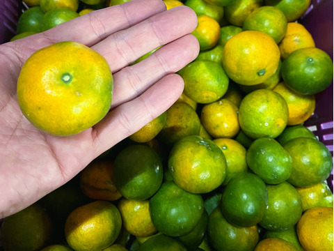 数量限定！2025年の初物みかん！
西果樹園の【極早生みかん2.5kg】