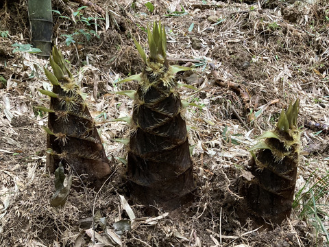 朝どれ！大きなタケノコ　鹿児島県産　4キロ　ボリュームたっぷり食べ応えあります！