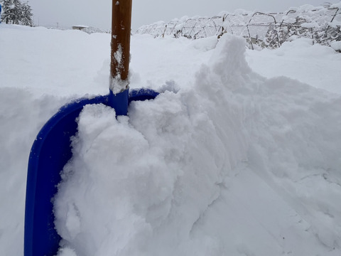 お買い得‼︎雪で旨み凝縮！化学肥料•農薬不使用ねぎ•大根セット　ねぎ5本以上、大根2本以上、合計４Kg以上