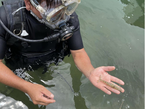 【お歳暮 ギフト対応】あまくて ぷりぷり！天草産活き車海老 《500g》