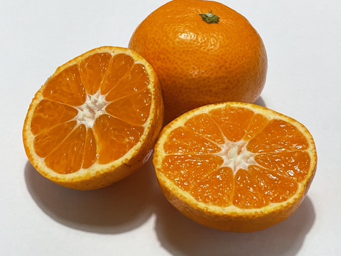 温州みかん 10kg 家庭用