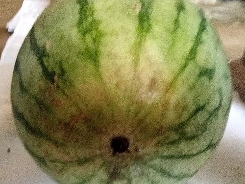 兵庫産　訳あり小玉すいか1玉（ニュー小玉）②