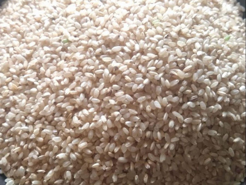 ササニシキ 2合 （300g）（2024） 自然栽培お茶農家が育てたお米　加茂自然栽培　農薬・肥料不使用