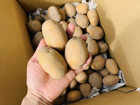 農薬化学肥料不使用　新じゃが【インカのめざめ】＆ローズマリー少量