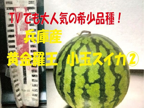 兵庫産 黄金羅王　TVで大人気　小玉スイカ1玉　ご家庭用②