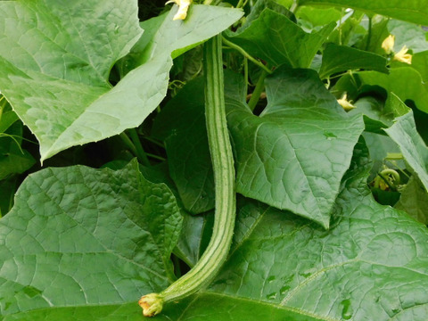 食用へちま 「 十角（とかど）へちま 」（5本組）チャンプルにおすすめ！