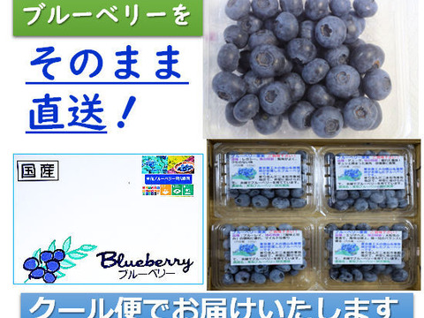 完熟手摘み選別した新鮮ブルーベリー500g ：ノーザン・サザン系（125gの4パック）：数粒まとめて頬張り、完熟ならではの、口の中で弾ける『果汁のシャワー』をぜひご体験ください！