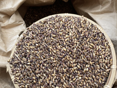 〈メール便〉生命力溢れる もち麦（ダイシモチ）4袋【無肥料・栽培期間中農薬不使用 自然栽培 天日干し】