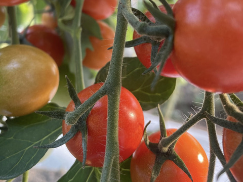スパルタ栽培の完熟ミニトマト・約1ｋｇ