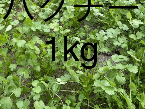 【1kg】通年栽培！！安心、安全、朝獲れ新鮮パクチー(*☻-☻*)