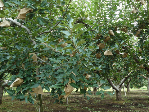 《予約受付》　金星　5kg（12個～18個）青森県産りんご　家庭用