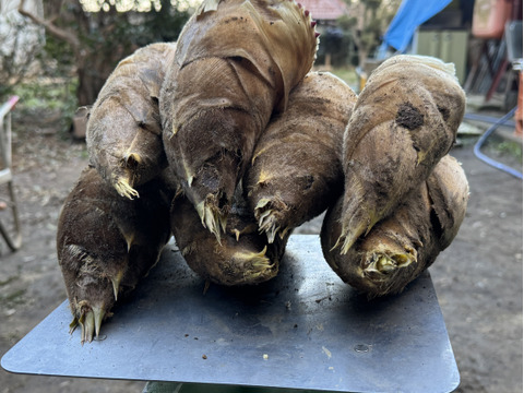 農薬無使用　千葉県産　たけのこ　4kg