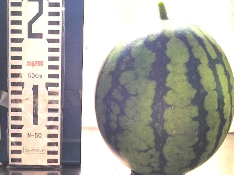 兵庫産夏武輝 小玉スイカ1玉　ご家庭用⑩