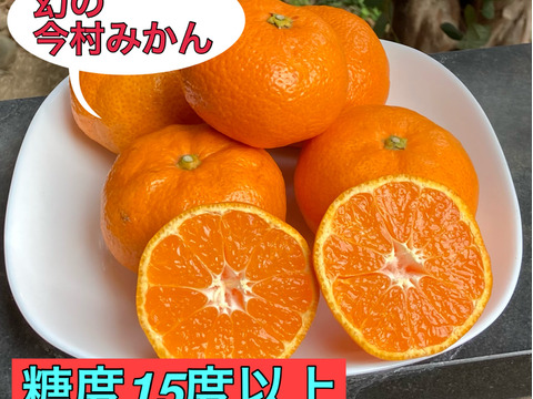 【食べ比べ・高糖度系晩生みかん】糖度１５度以上　今村・青島　5kg